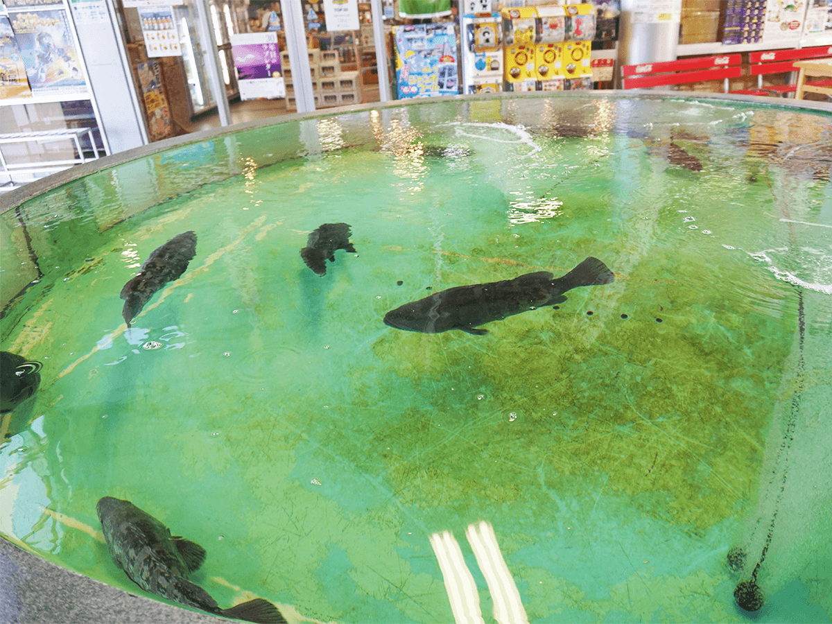 今治市多々羅しまなみ公園 マハタ水槽