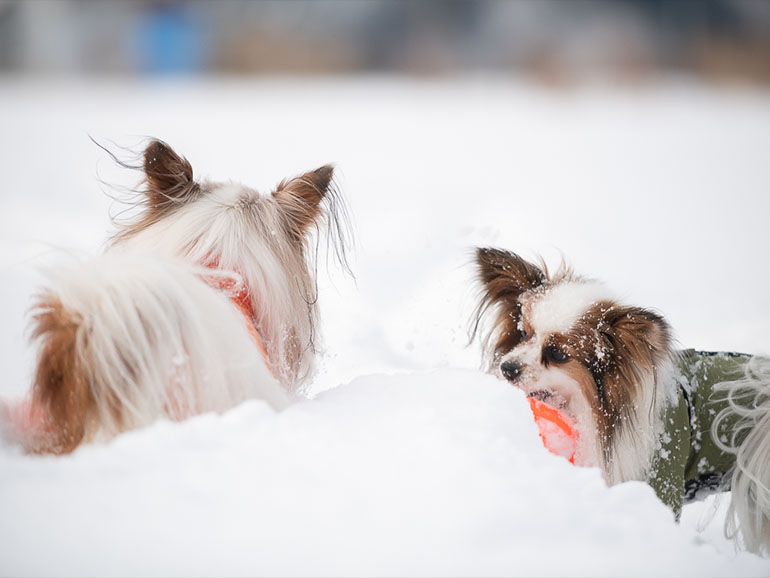 雪中キャンプ