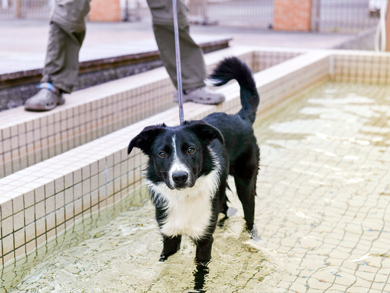 犬連れ 伊豆高原伊東マリンタウン シーサイドスパ 足湯