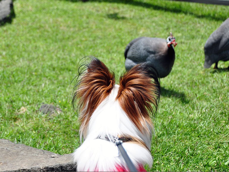 犬連れ 伊豆高原 伊豆シャボテン公園