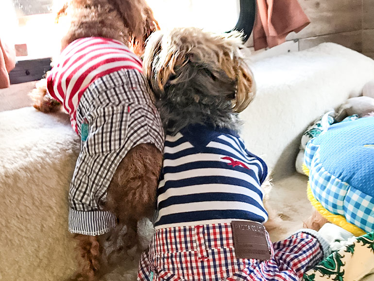 車内ではしゃぐ犬