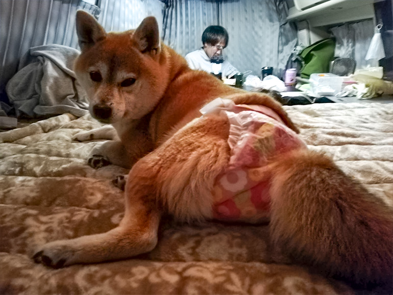 車内でくつろぐ愛犬