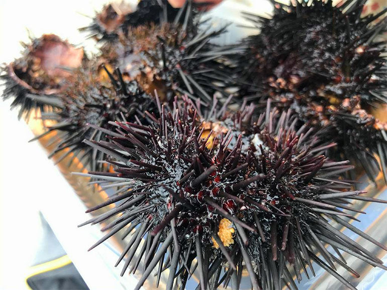 BBQの食材のウニ